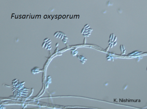 fusarium oxysporum