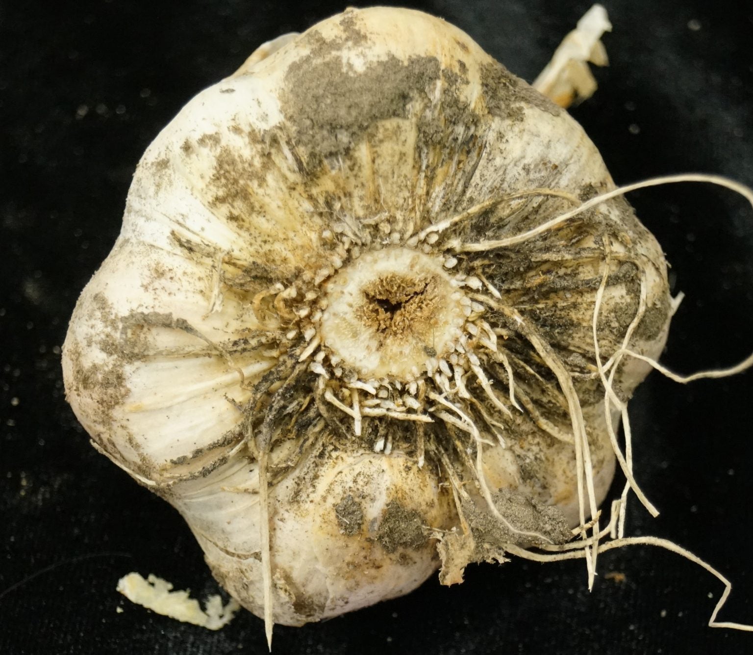 Fusarium basal plate rot of garlic and onion Swett Lab