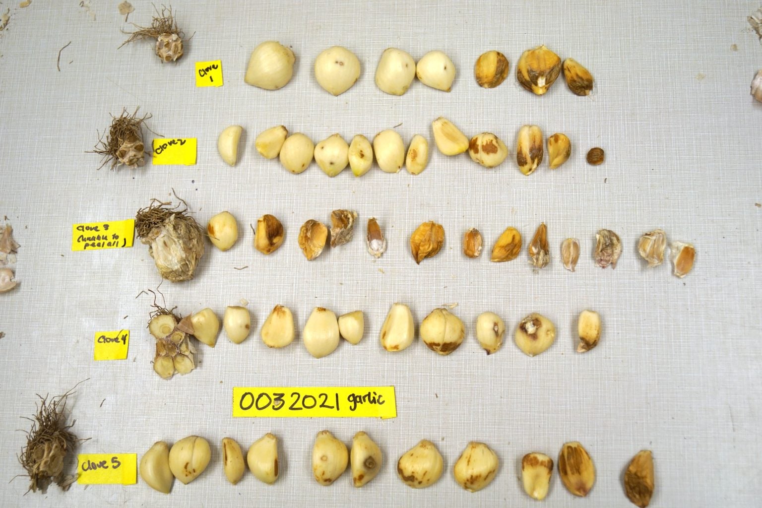 Fusarium basal plate rot of garlic and onion Swett Lab